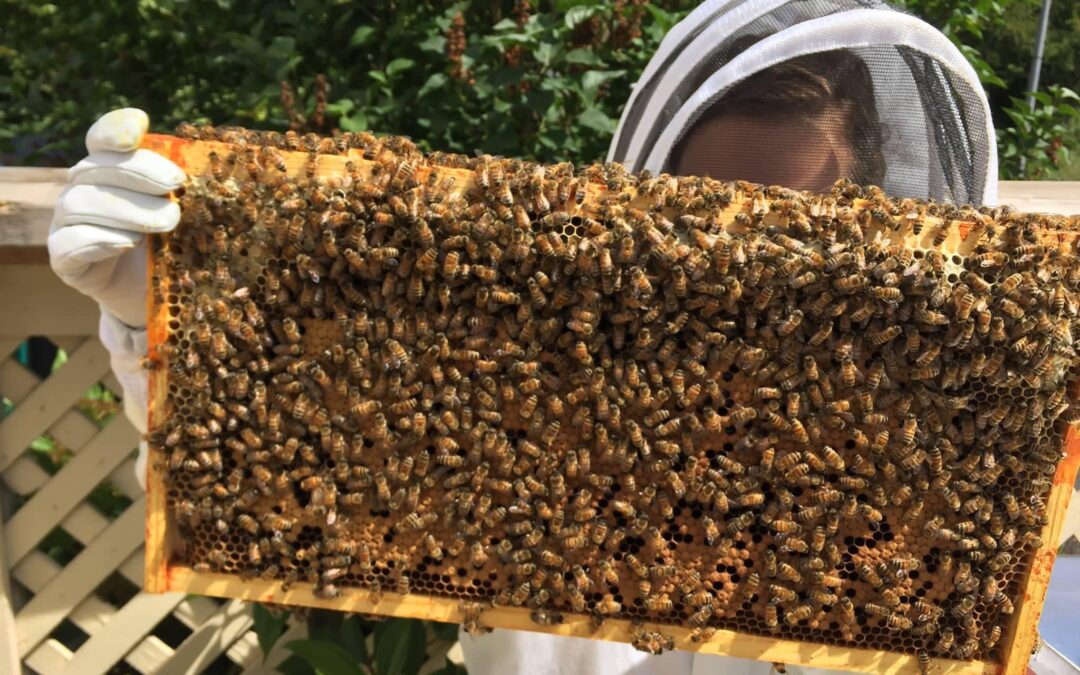 Interview with Justine About Anthropology, Bees, and Communications