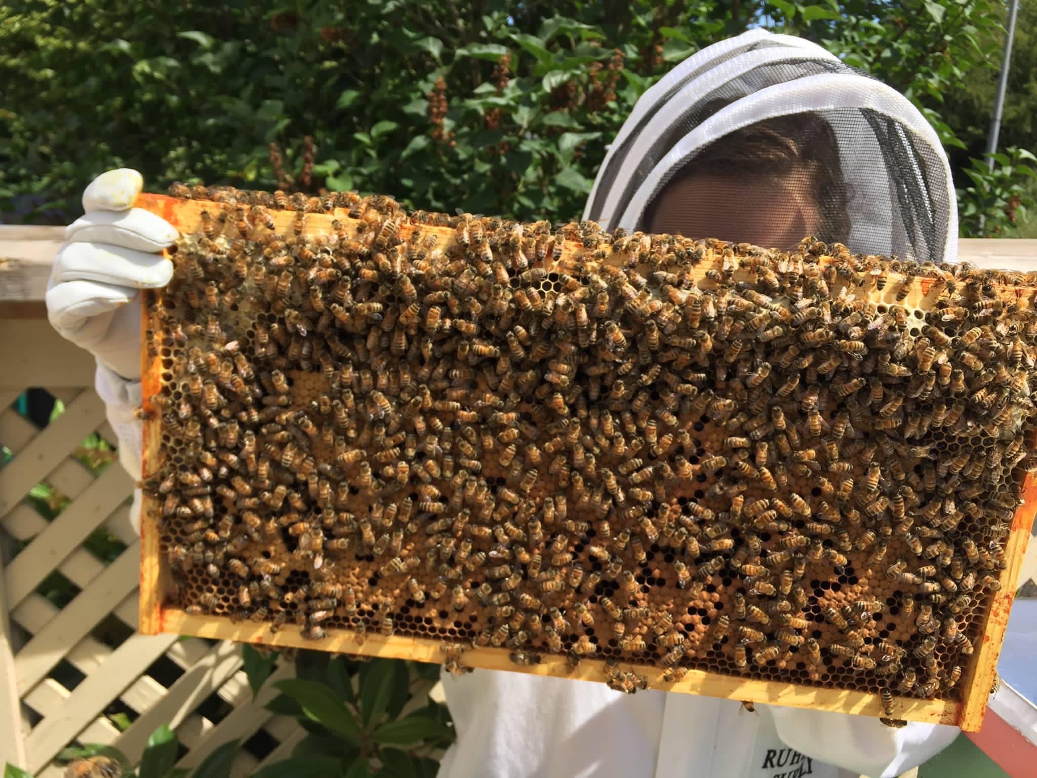 Justine beekeeping